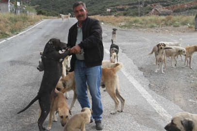 Emekli olunca kendisini sokak köpeklerine adadı