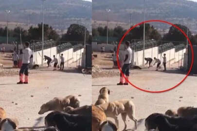 Konya'daki barınak vahşeti: Savcılıktan cezaya itiraz!