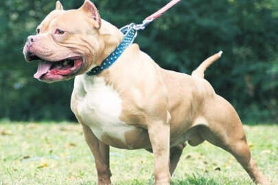 Pitbull köpeğinin saldırdığı 5 yaşındaki çocuk hastanelik oldu