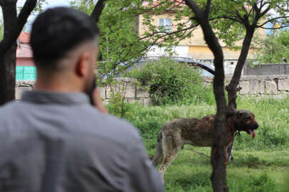 Sokak köpeği dehşet saçtı: Çocuğu ısırdı, başka köpeği boğdu!