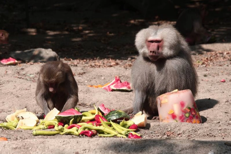 Bursa Zoopark'ta hayvanların eğlenceli anları