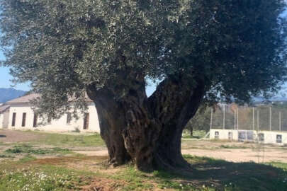 Antalya'da iklim krizi zeytin hasadını vurdu!