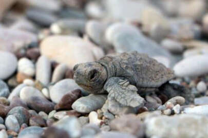 Caretta carettalar için önemli karar!