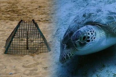 Caretta Carettalara koruma kalkanı! Yuva sayısı 2 bin 551'e ulaştı