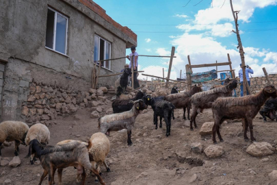 Yangın mağduru besicilere Hataylı depremzedelerden küçükbaş hayvan desteği