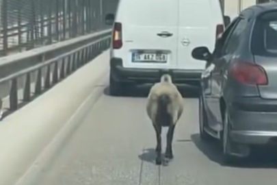 Bursa'da firarcı koyun trafiği birbirine kattı!
