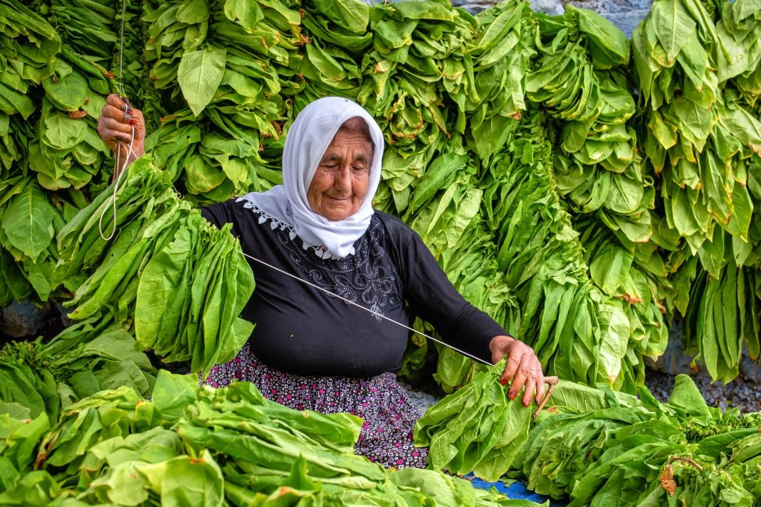 Hatay'da tütün hasadı