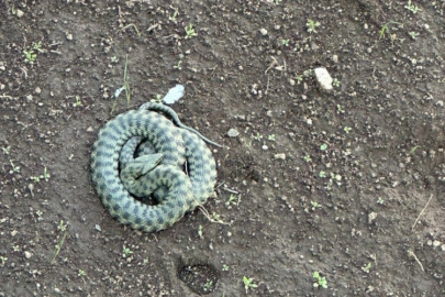 Zehirli Vipera engerek yılanı görüldü: İlk başta korktum ama...