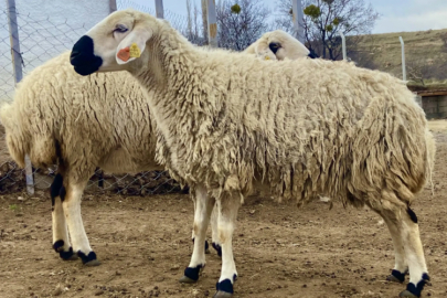 Ağıla giren köpekler 13 koyunu yaraladı