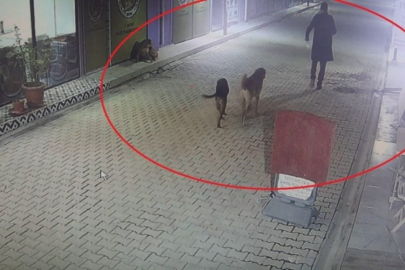 Kedileri köpeklere parçalatan madde bağımlısı şahıs gözaltına alındı