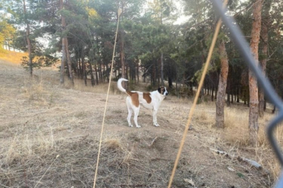 Yürüyüşten evine dönerken köpekler saldırdı!