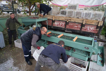 Zeytin işletmelerinde elek mesaisi başladı