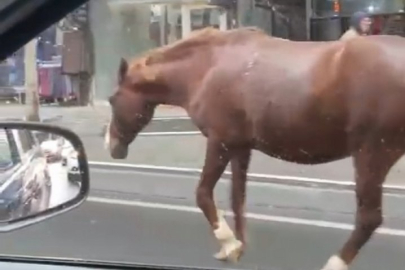 Sokaklarda gezen başıboş atlar şaşkınlığa sebep oldu