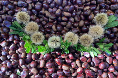 Kış harikası kestane her derde deva