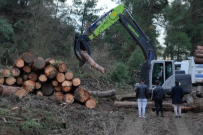 Bursa'da 100 dönüm ormanlık alan yenilenme gerekçesiyle kesildi