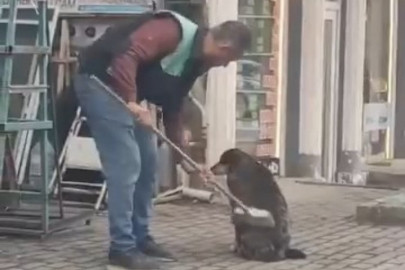 Bursa'da elindeki fırçayla sokak köpeğini temizledi