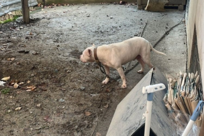 Ağızlıksız gezdirilen pitbull köpek kediyi parçaladı, sahibi gözaltına alındı