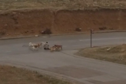 Başıboş köpekler yere yatırdıkları vatandaşı defalarca ısırdı